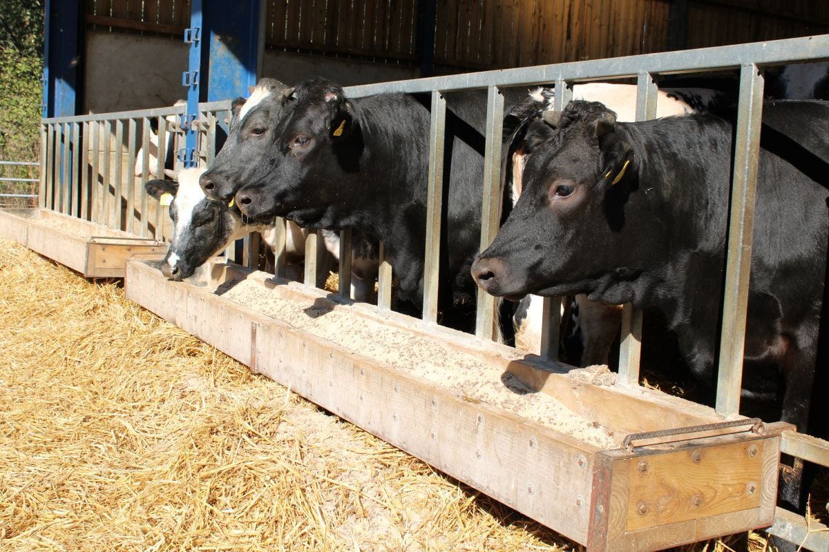 Cows