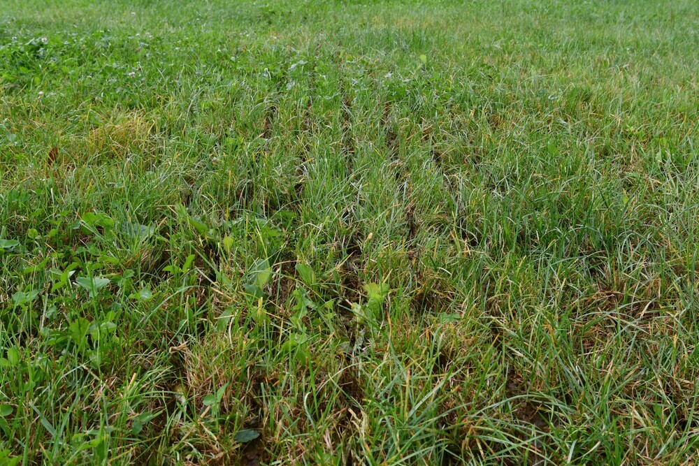 Nährstoffnutzung und Futterqualität-1