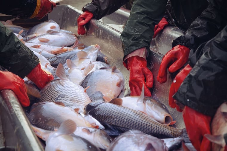 csm_vgs5457-key-visual-fish-industry